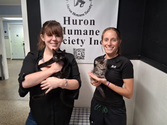 Alpena may partner with HHS, TNR on feral cat program